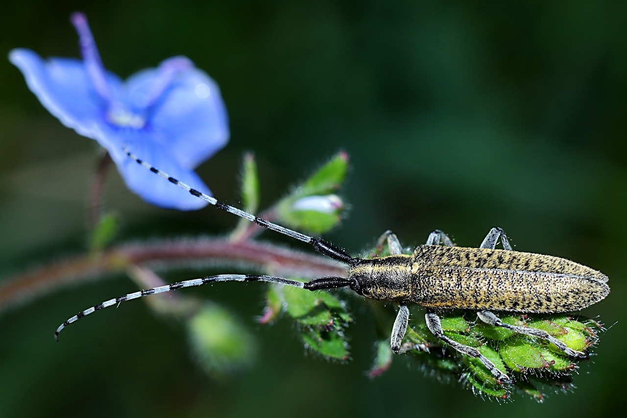 insect  macro  nature free photo