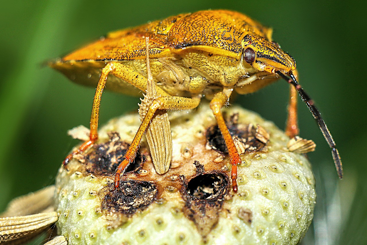 insect  macro  nature free photo