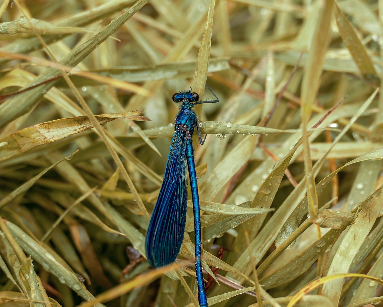 insect  nature  spring free photo