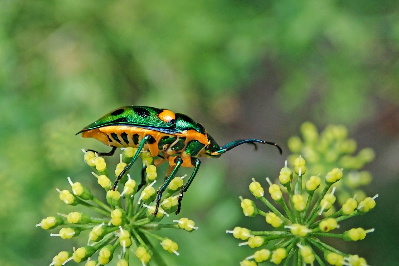 insect  jewel beetle  garden free photo