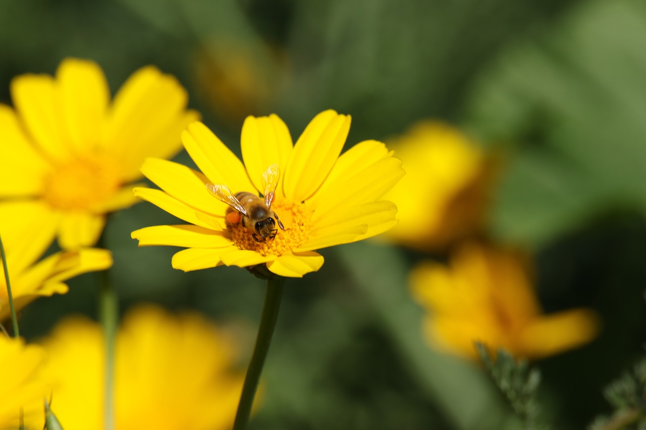 insect  bee  flowers free photo