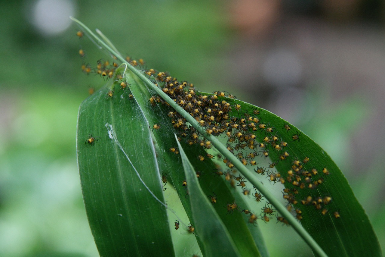 insect  spin  spider nest free photo