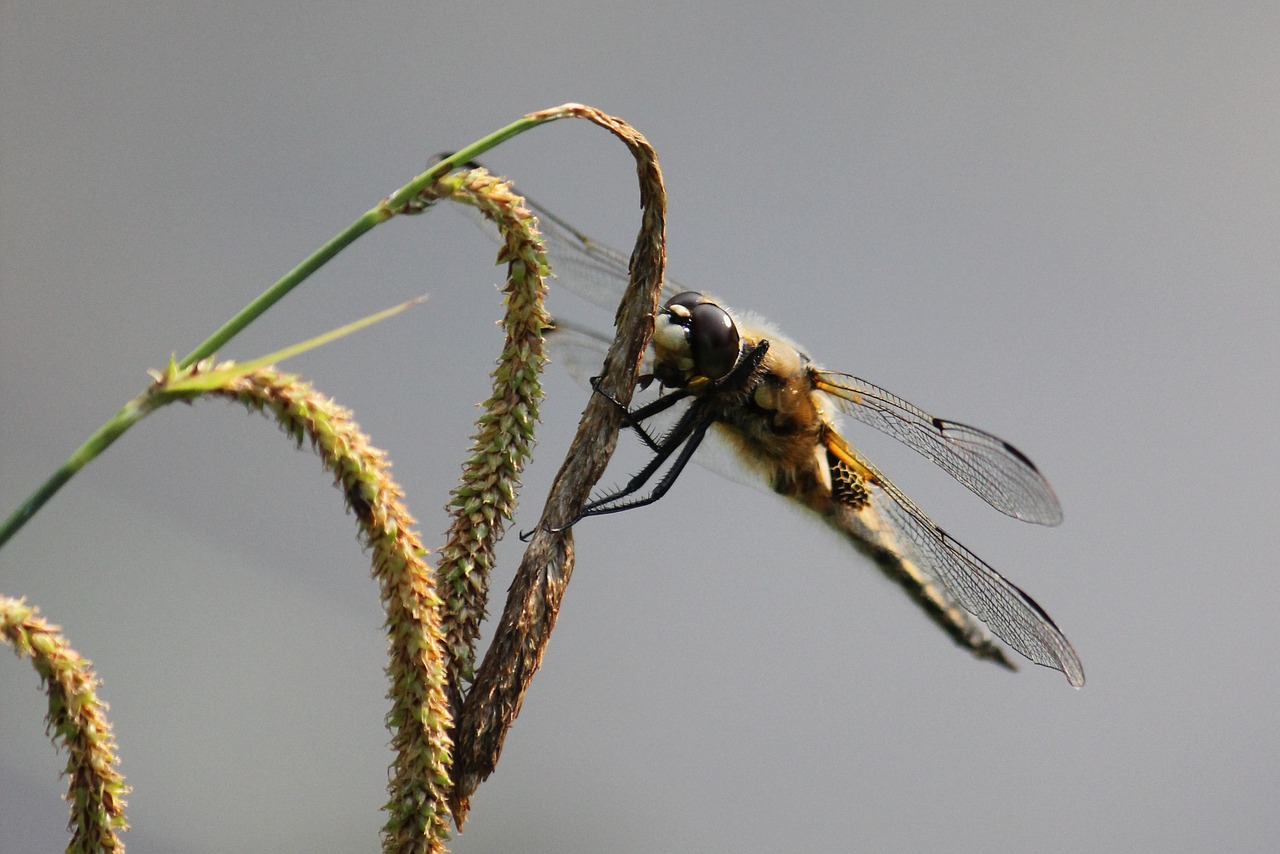 insect  ear  grain free photo