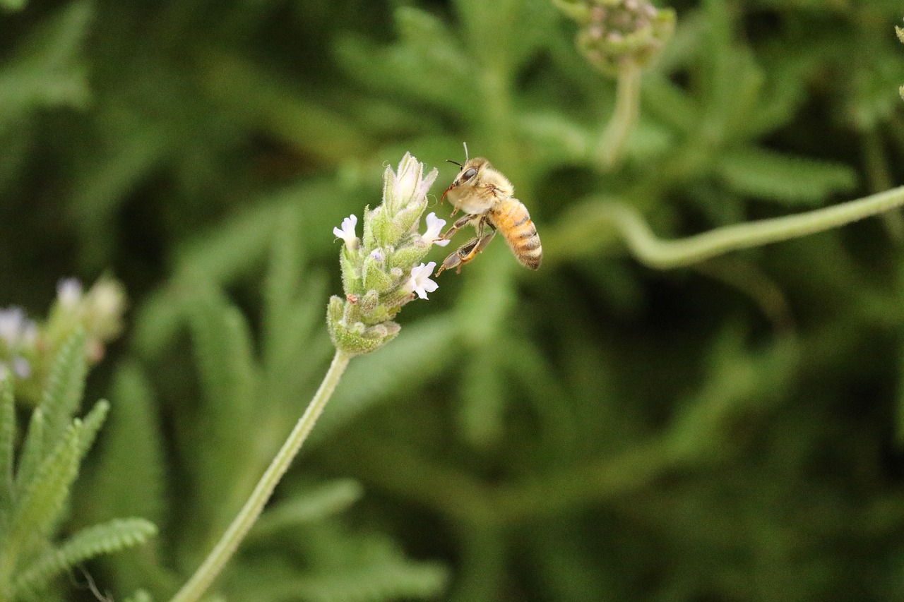 insect  bee  flower free photo