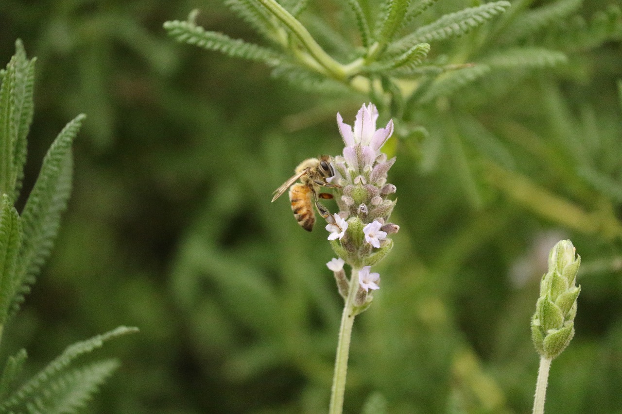 insect  bee  flower free photo