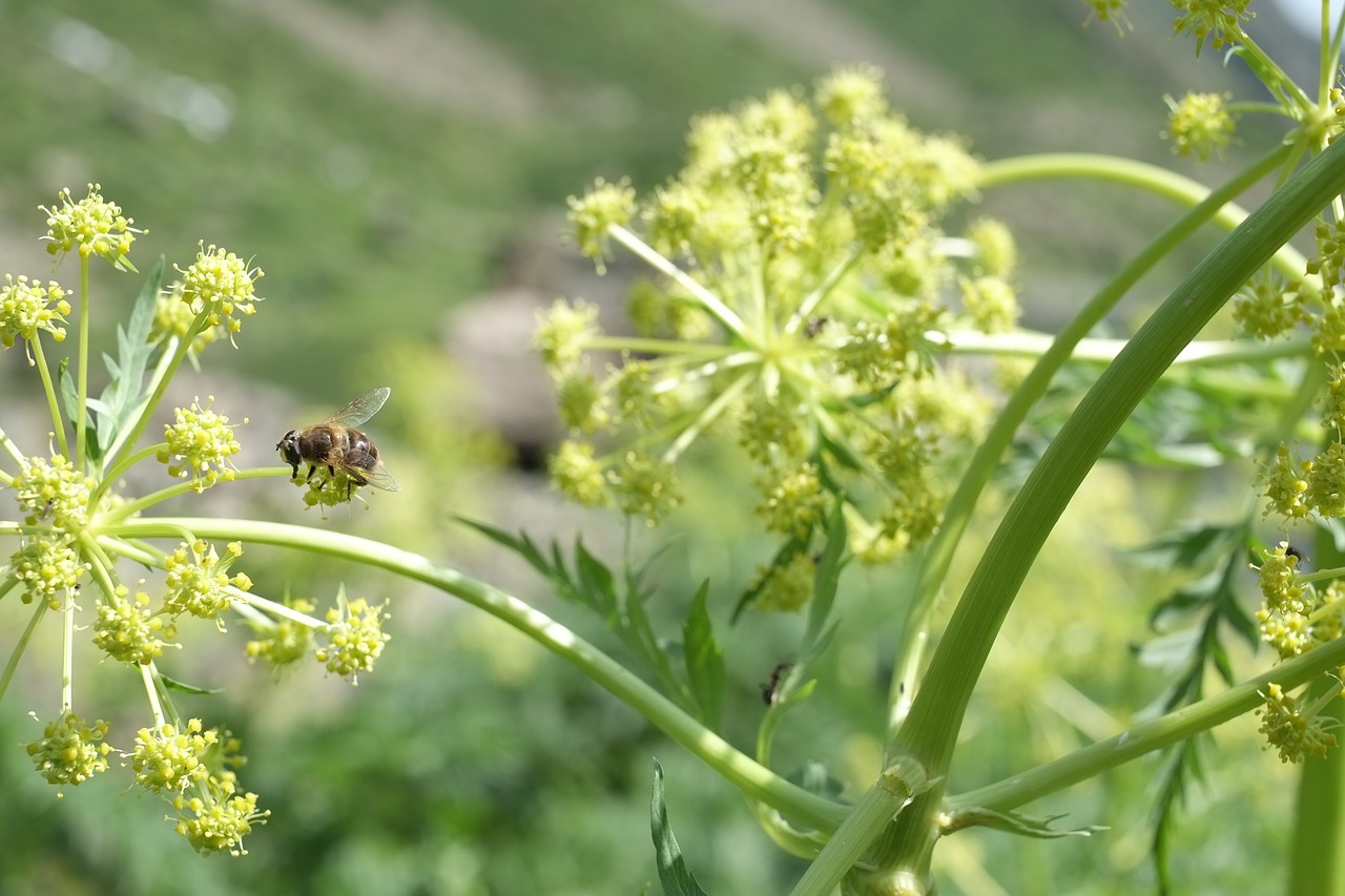 insect bee plant free photo