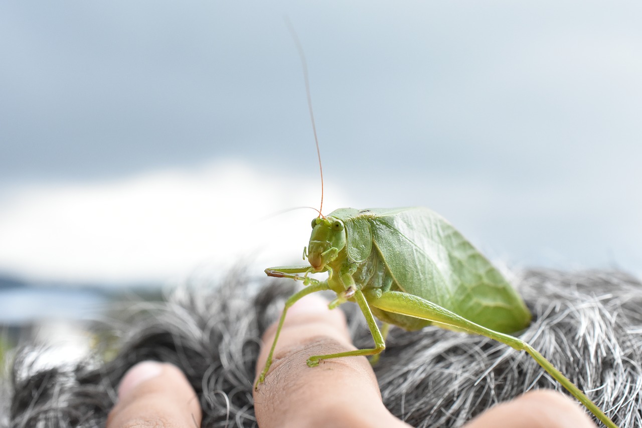 insect  cricket  grasshopper free photo