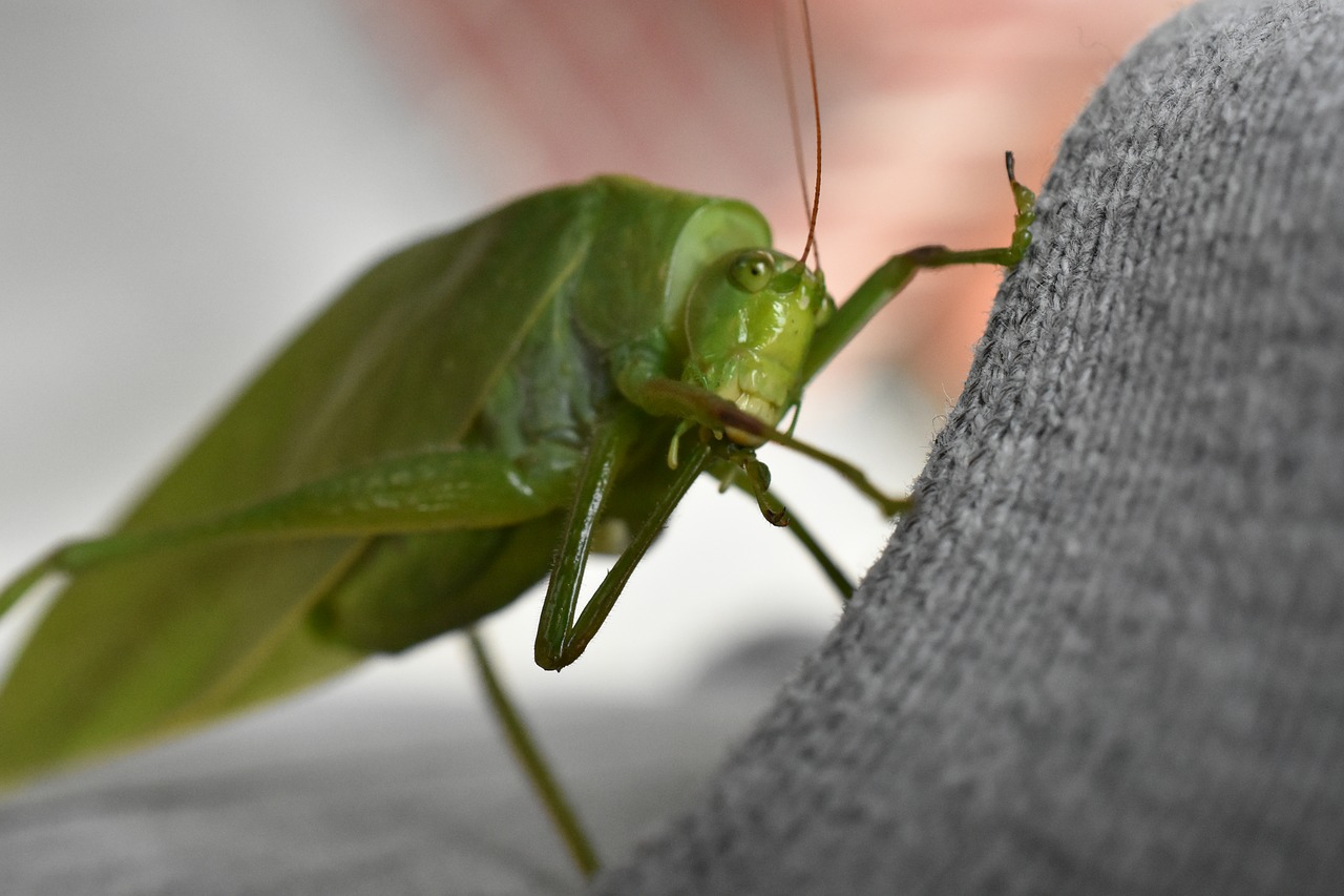 insect  cricket  grasshopper free photo