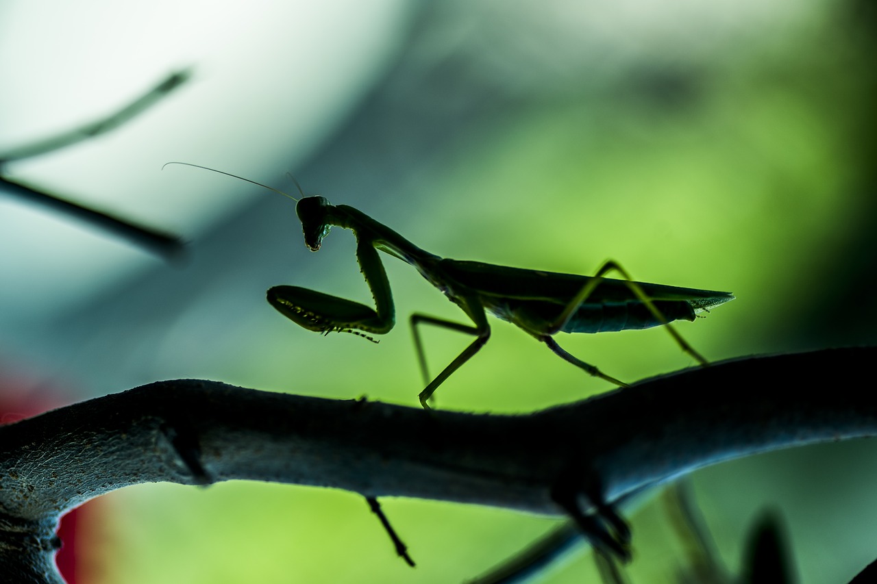 insect  mantis  mantodea free photo