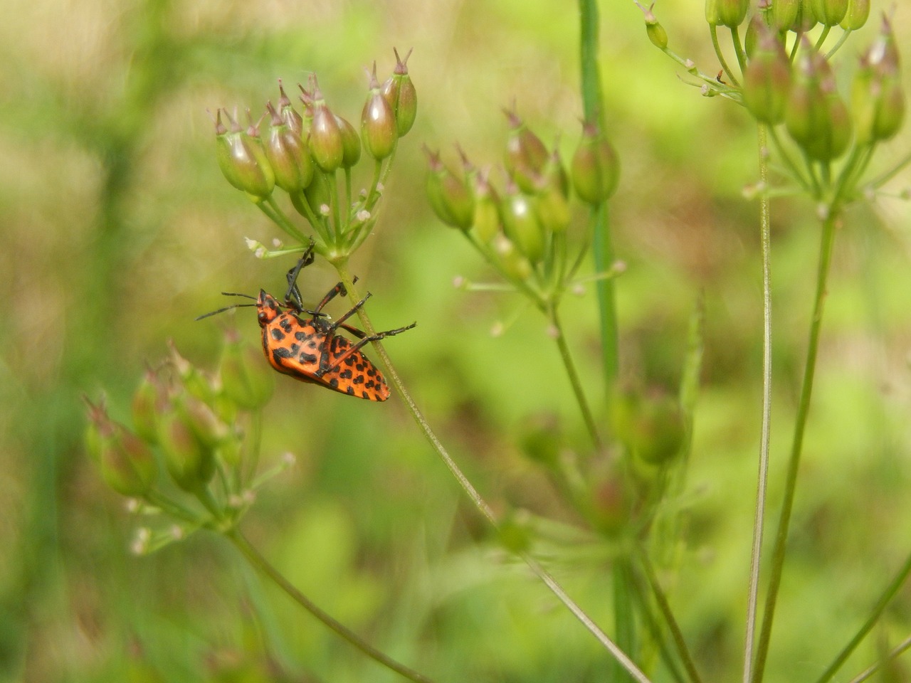 insect field summer free photo