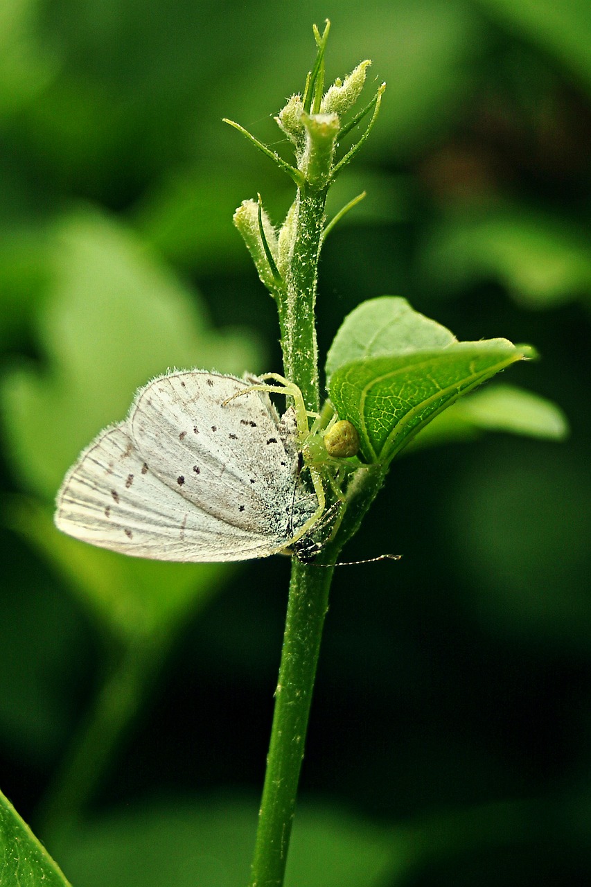 insect  insects  white butterfly free photo