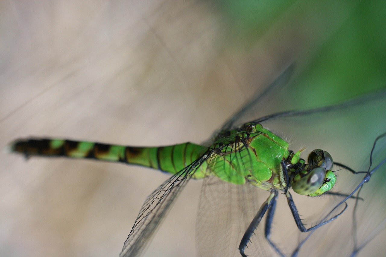 insect  dragonfly  green free photo