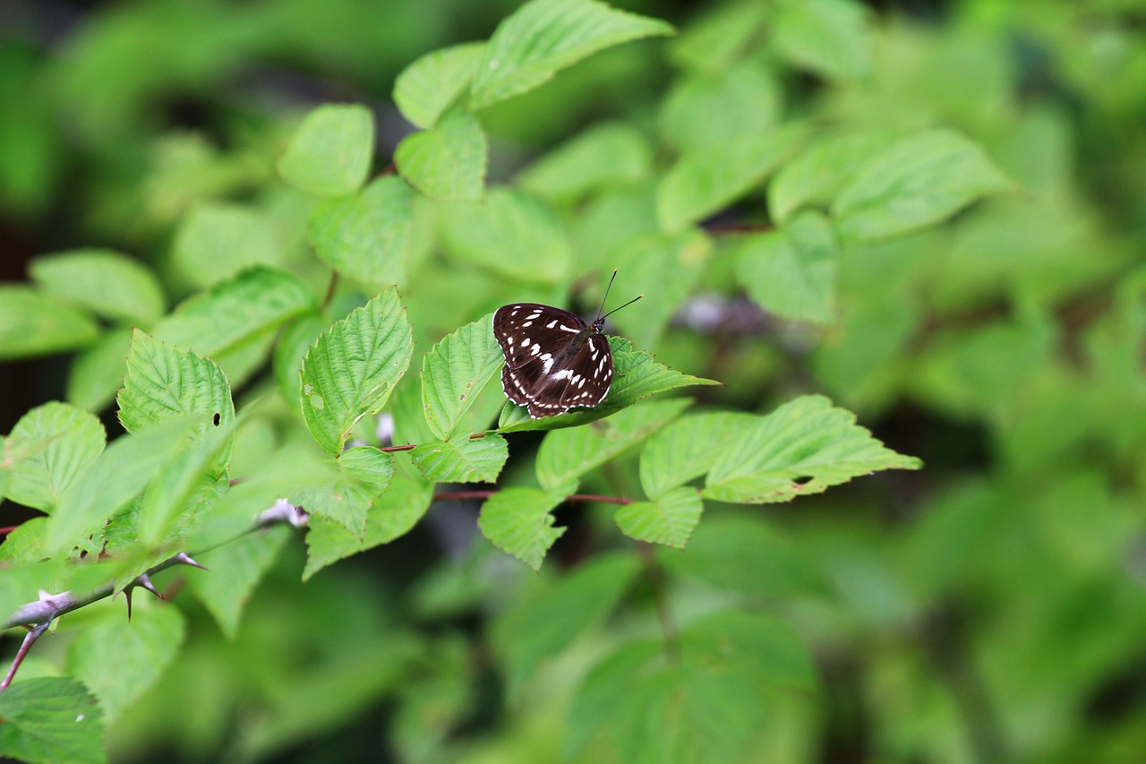 insect  butterfly  green free photo