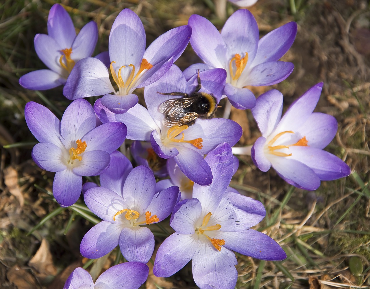 insect  hummel  crocus free photo