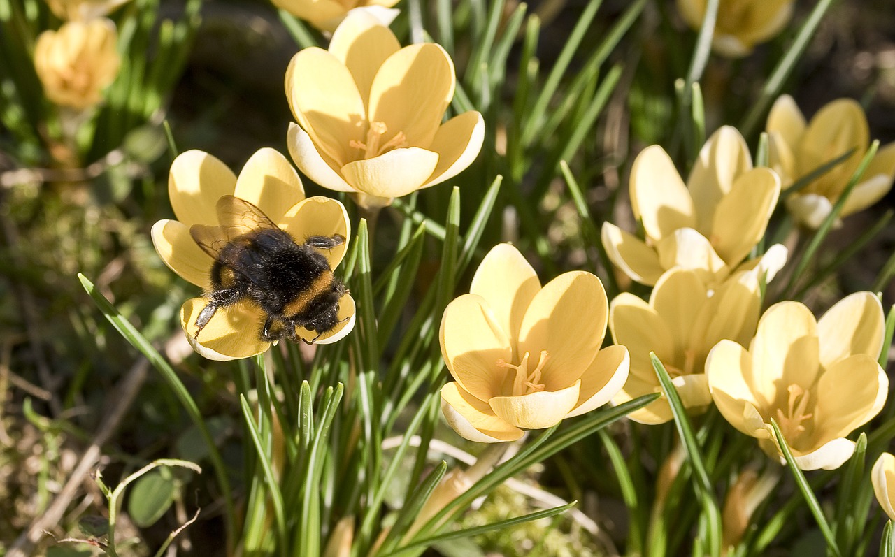 insect  hummel  crocus free photo