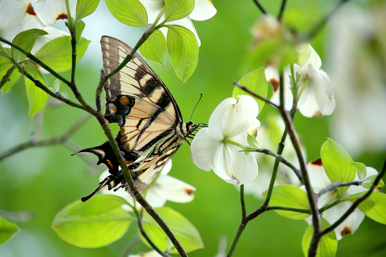 insect  butterfly  flower free photo