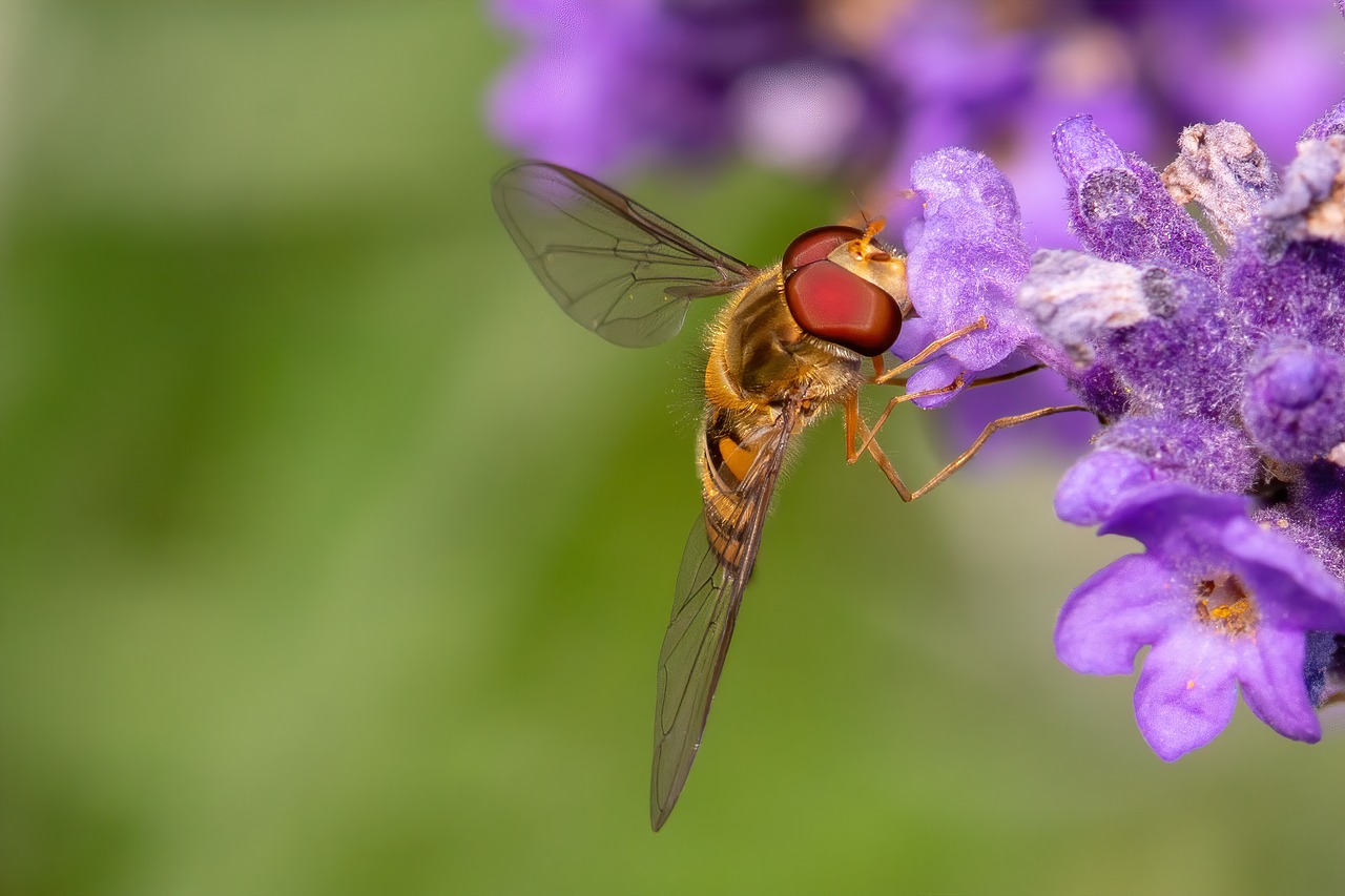 insect  lavender  natural free photo