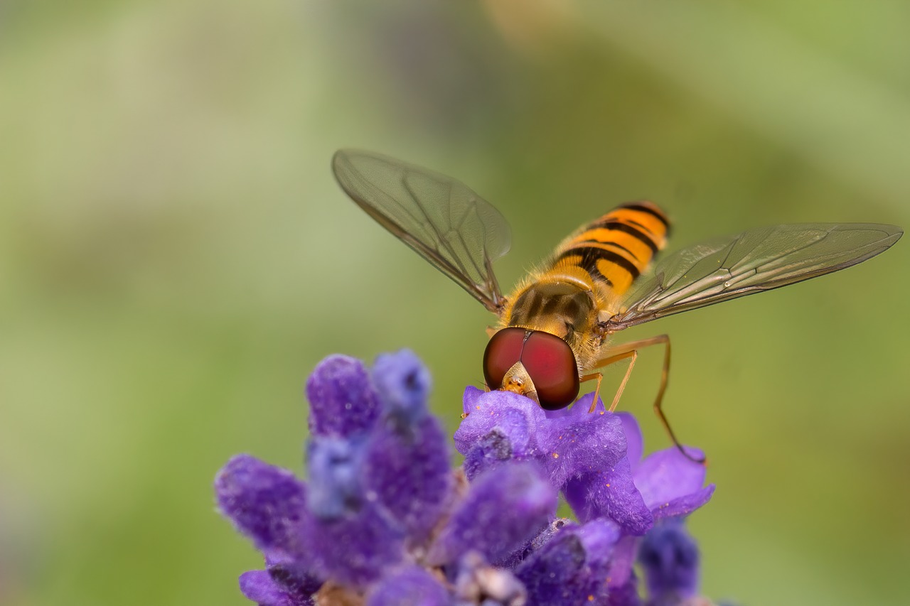 insect  lavender  natural free photo