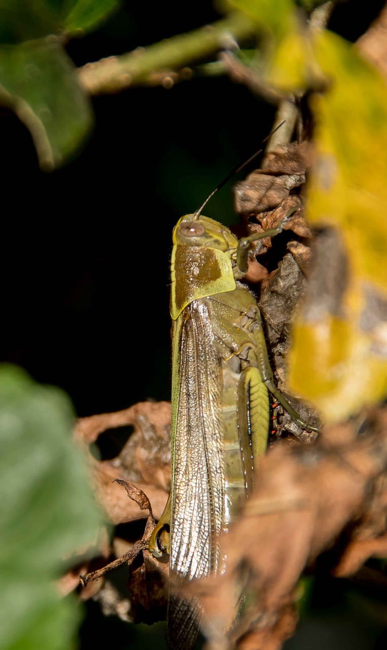 insect  giant grasshopper  hedge grasshopper free photo