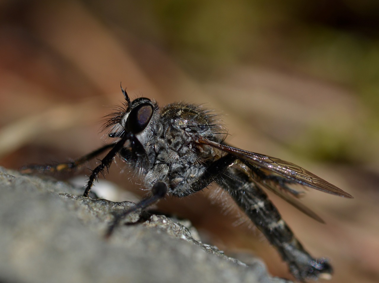 insect  fly  insects free photo