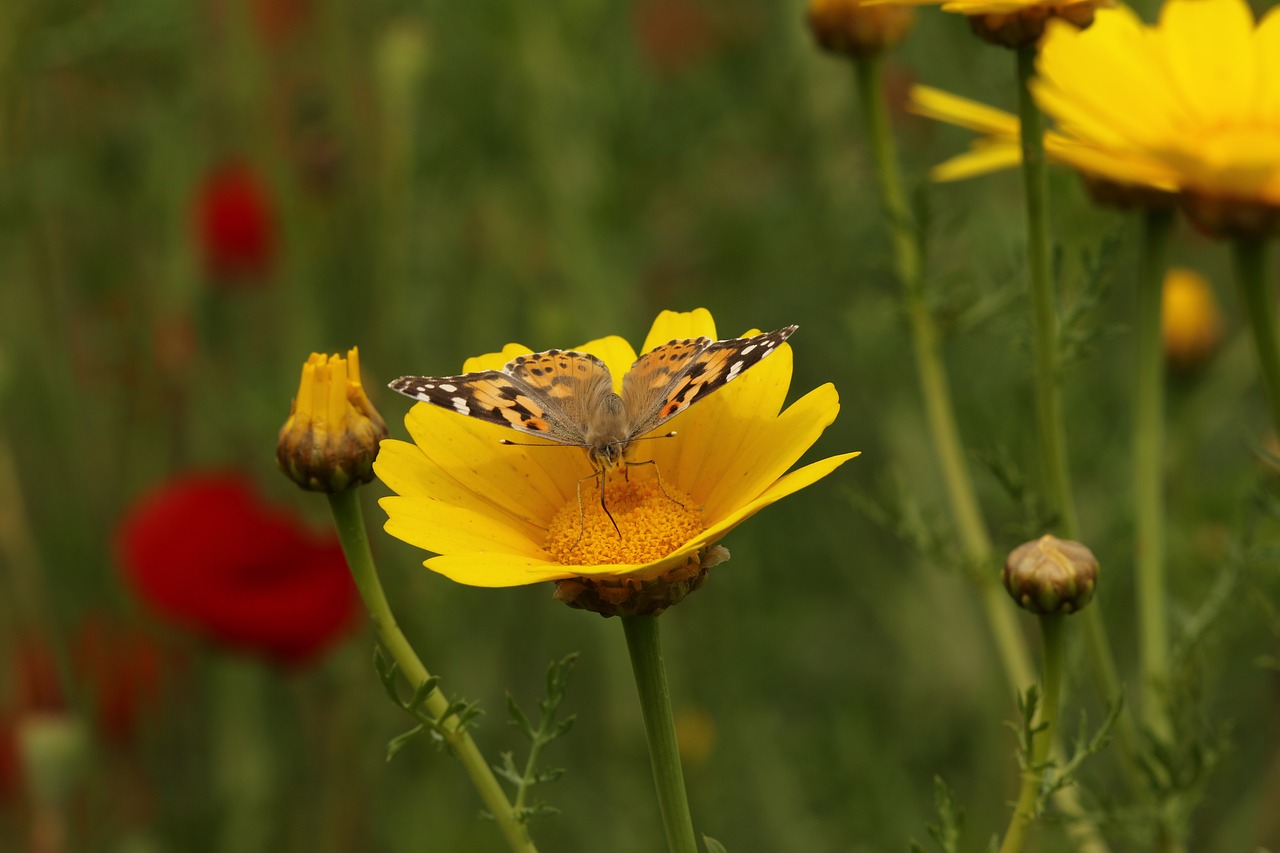 insect  butterfly  nature free photo