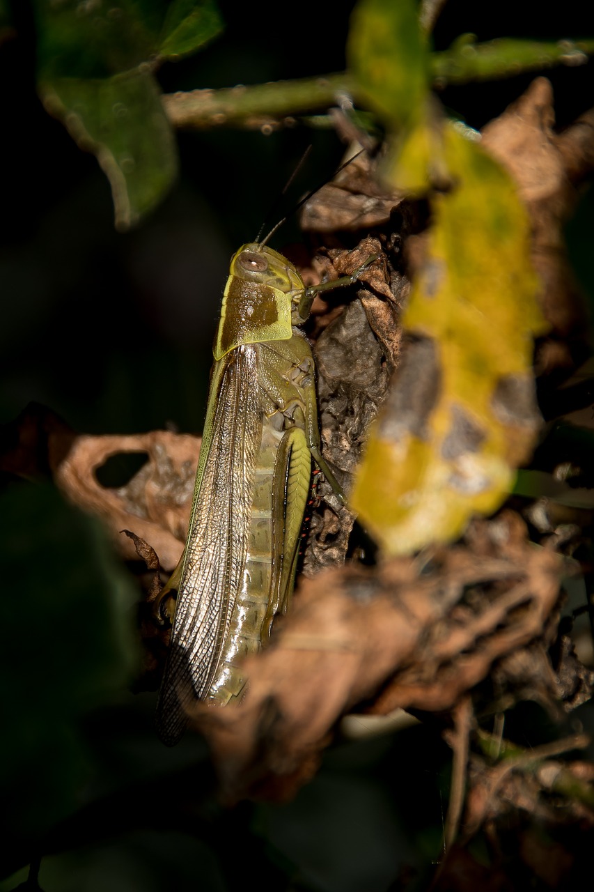 insect  giant grasshopper  hedge grasshopper free photo