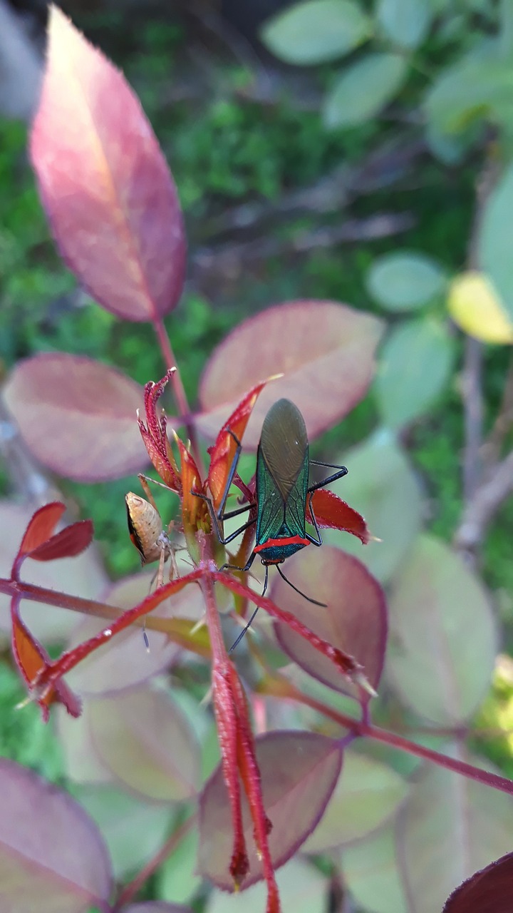 insect  nature  spring free photo