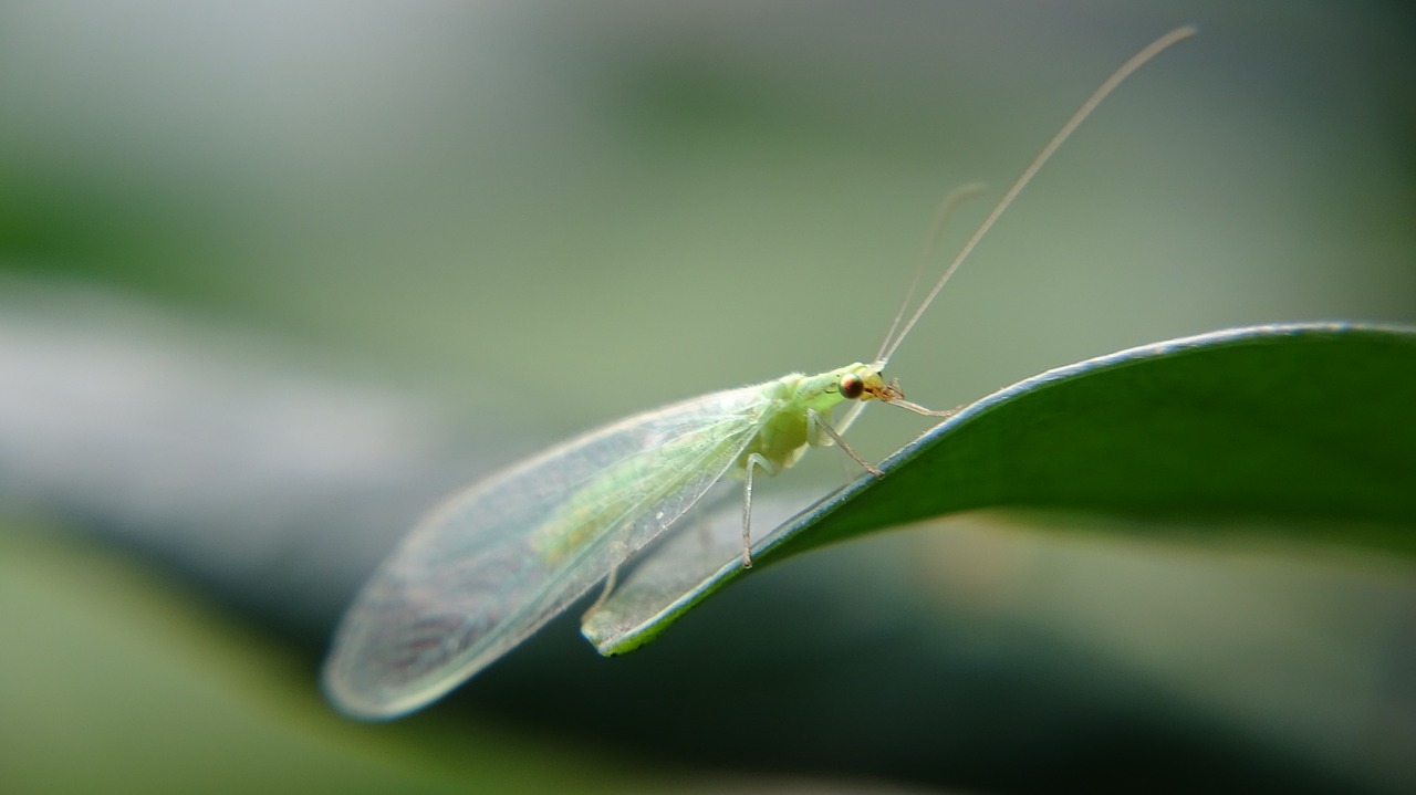 insect  garden  mocro free photo