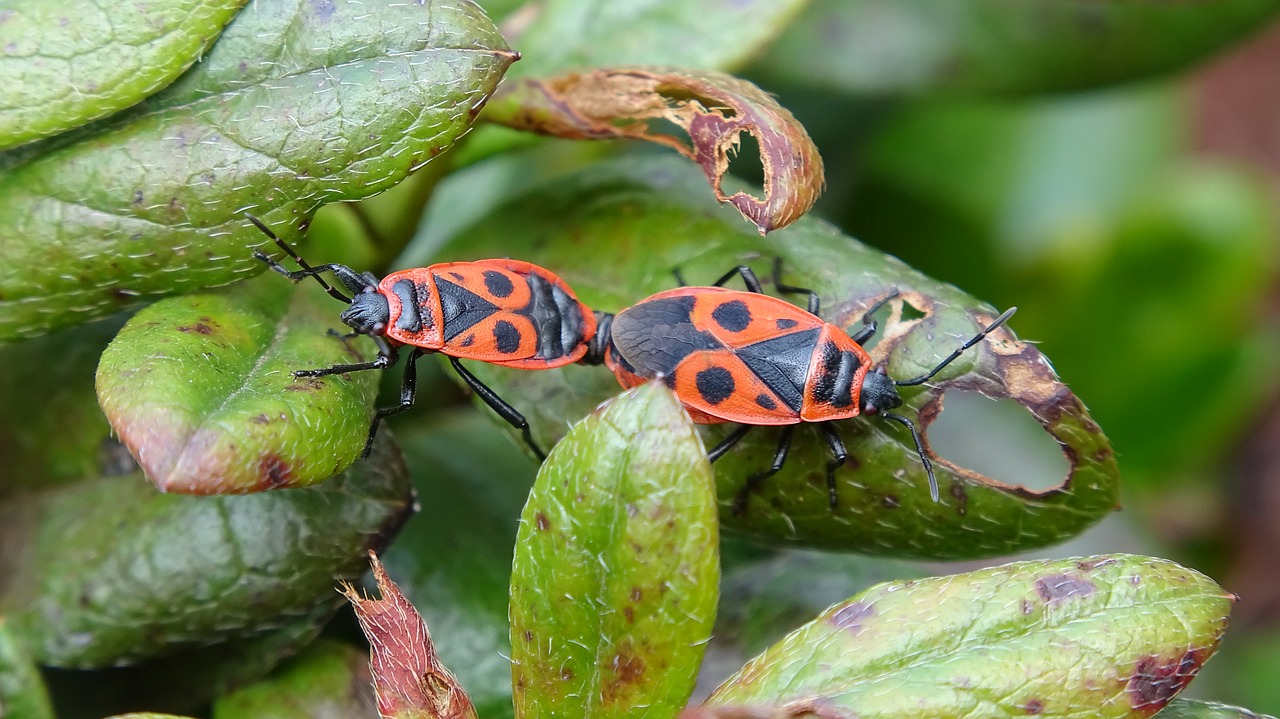 insect  garden  mocro free photo