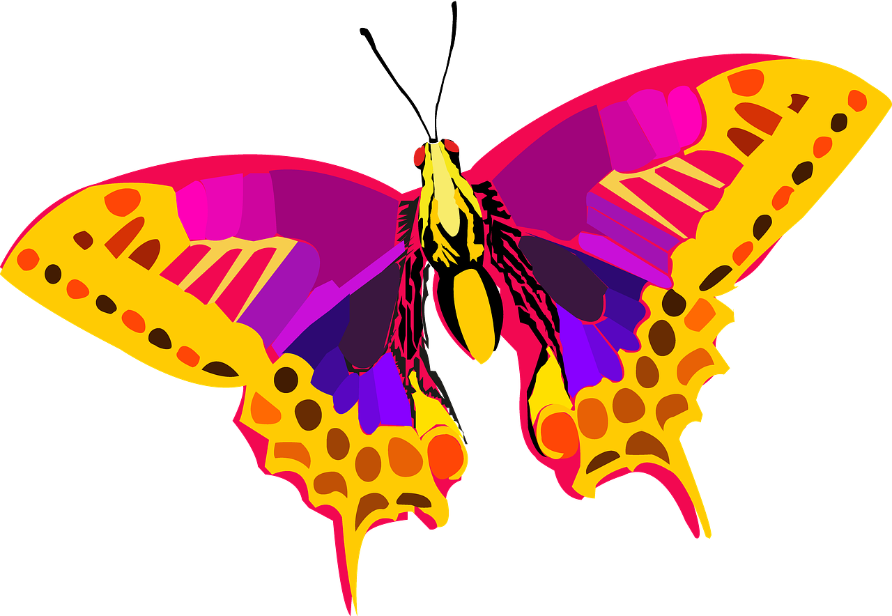insect vector butterfly free photo