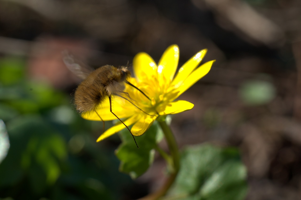 insect  flower  spring free photo