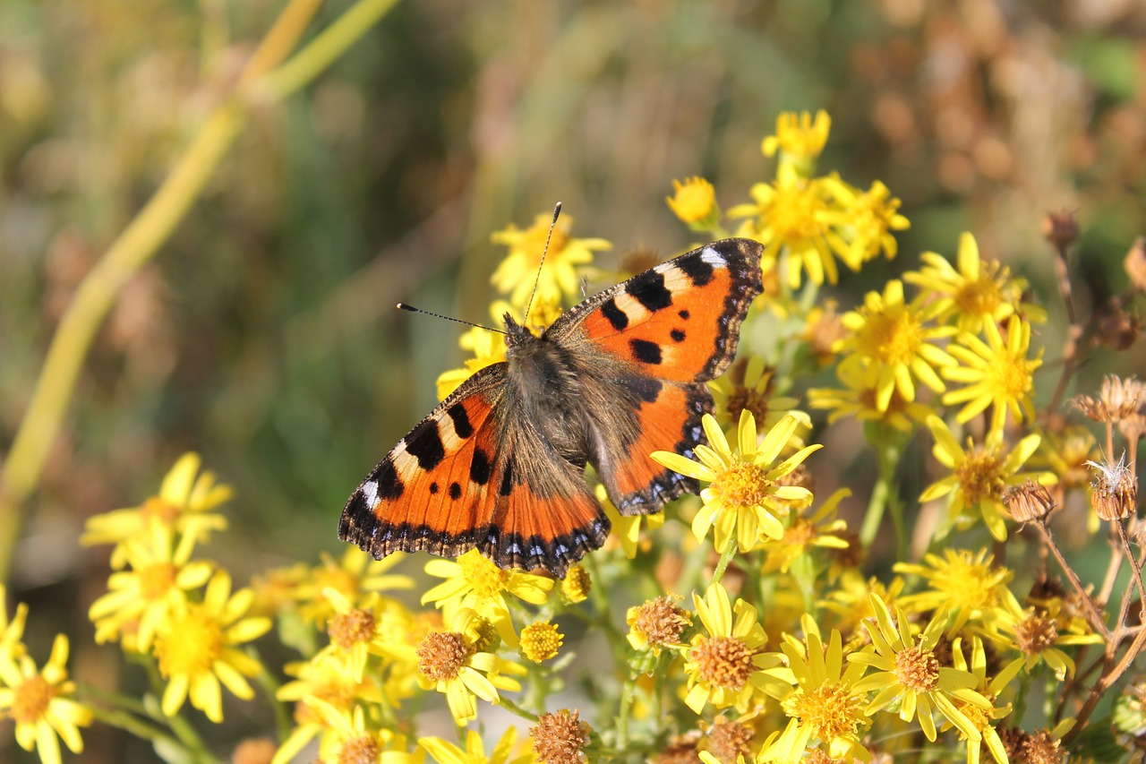 insect  butterfly  nature free photo