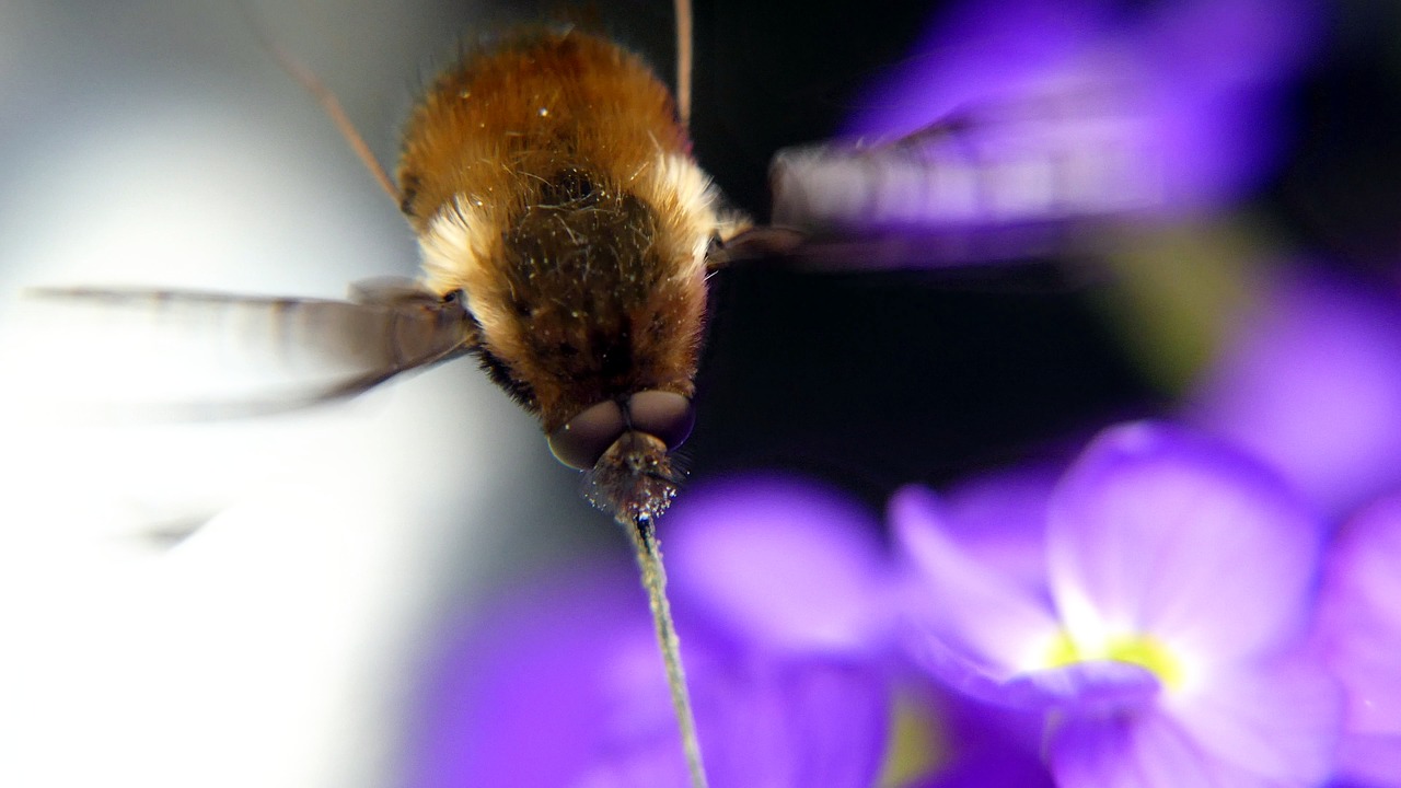 insect  hummel  nature free photo