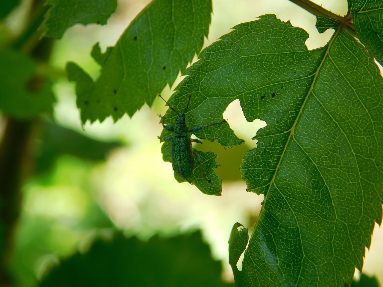 insect  leaf  tree free photo