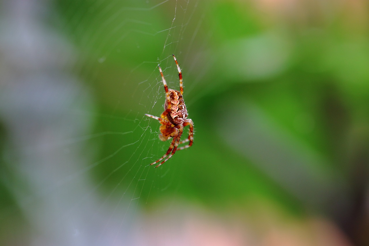 insect  web  spider free photo