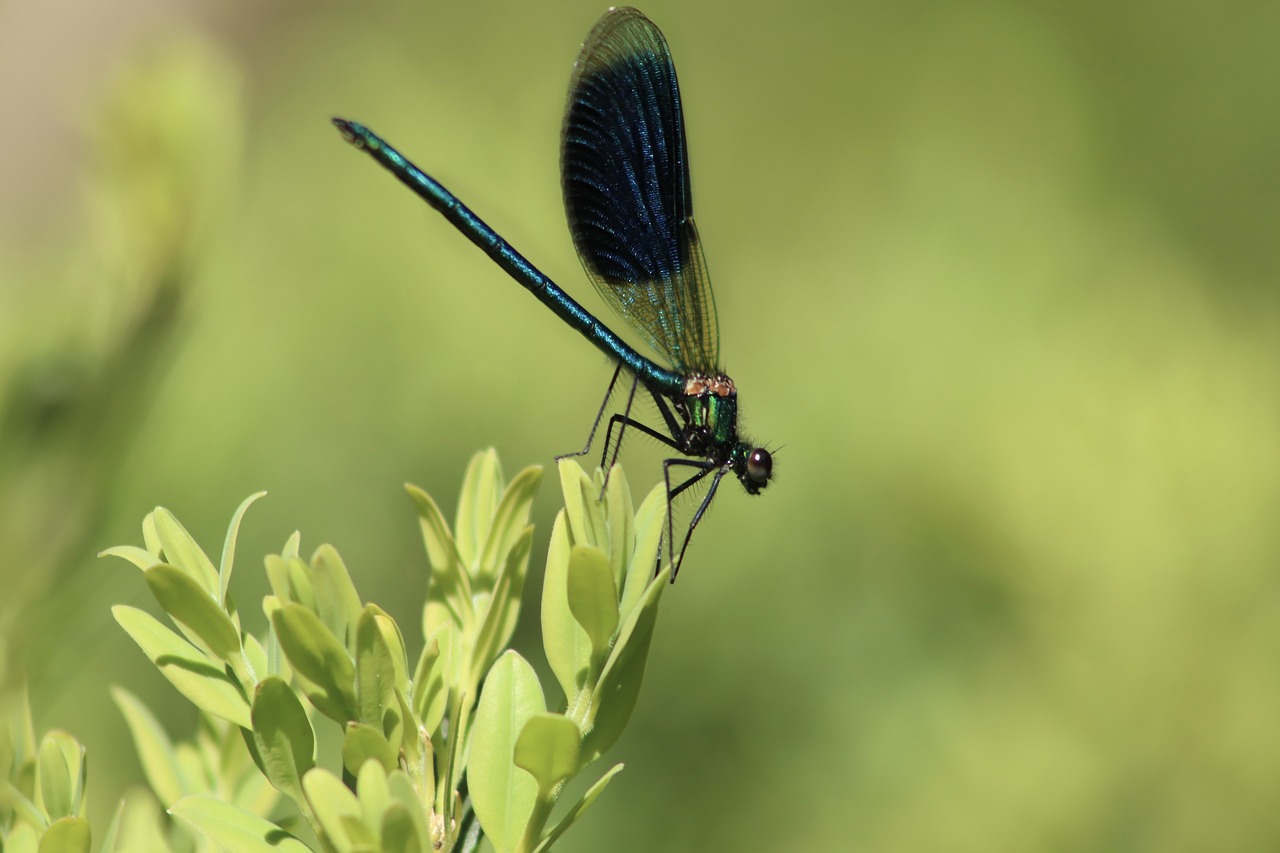 insect  dragonfly  wing free photo