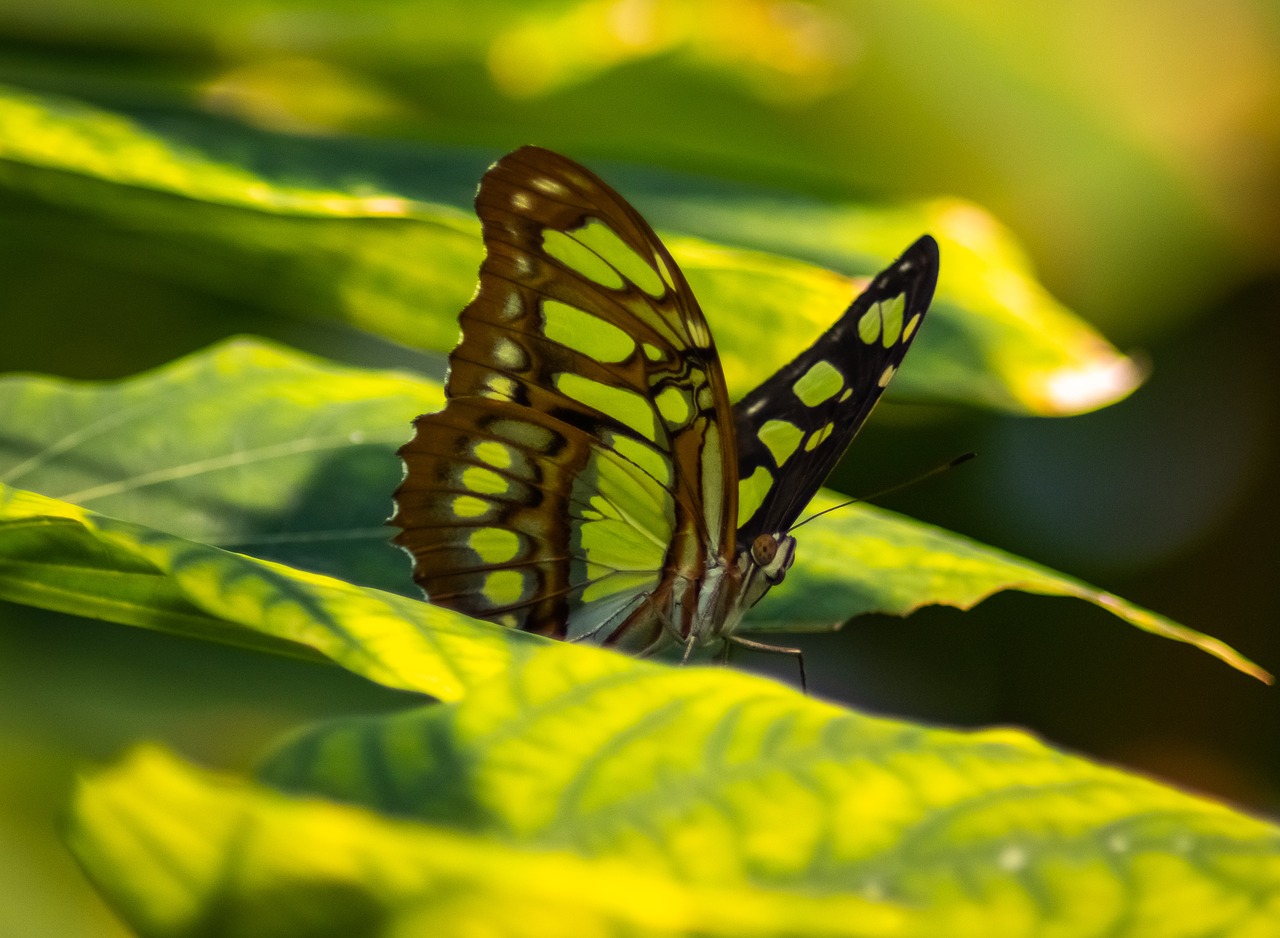 insect  butterfly  nature free photo