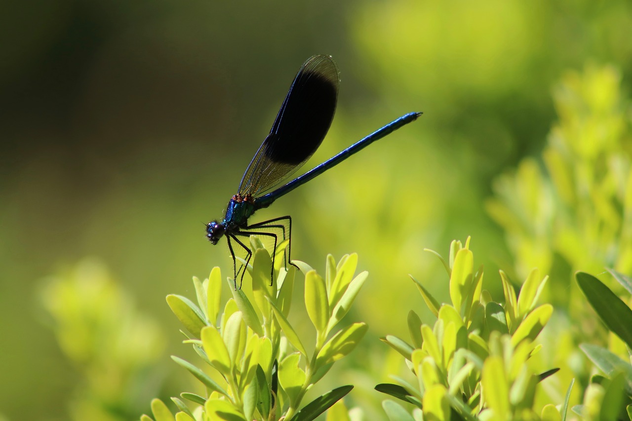 insect  dragonfly  wing free photo