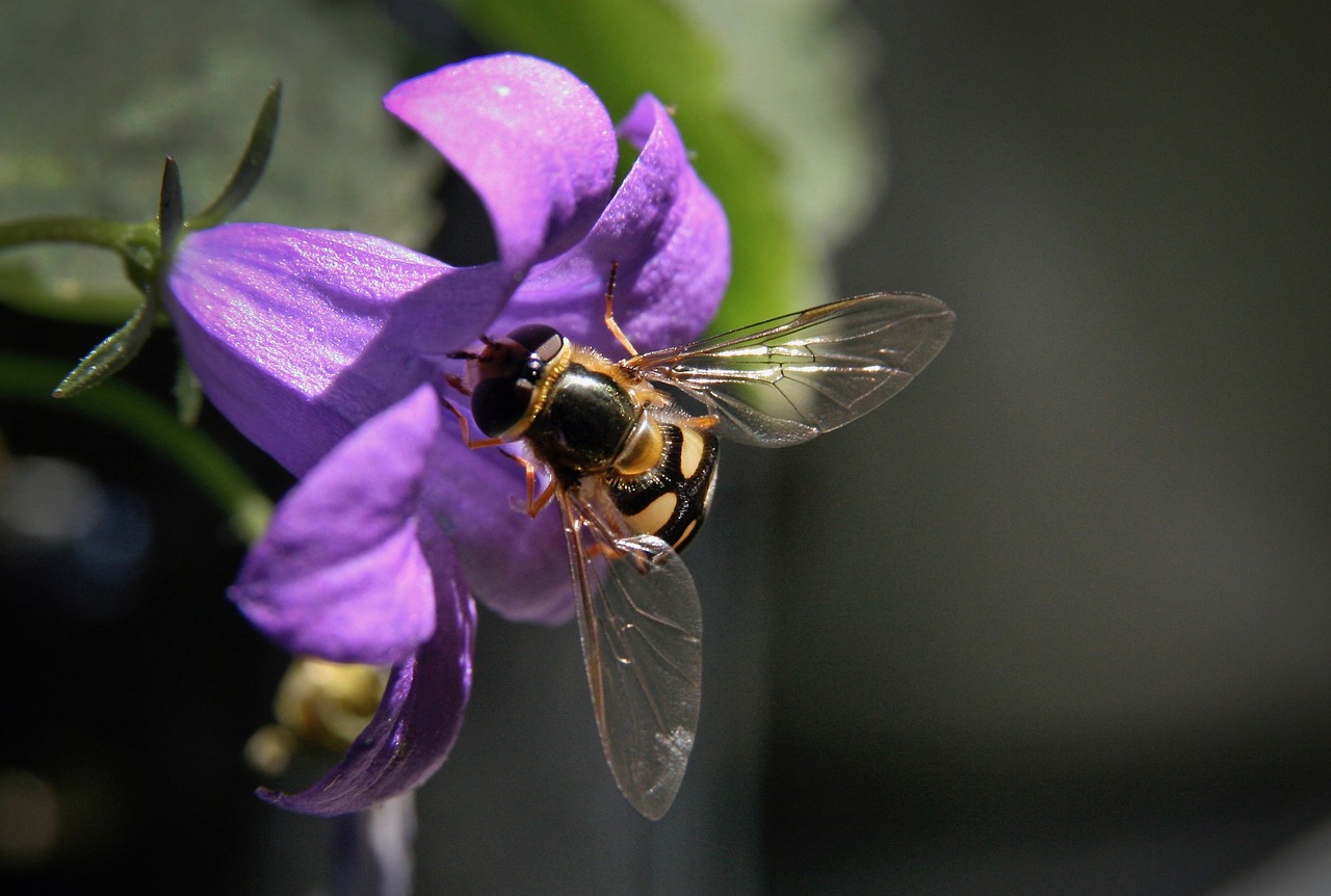 insect  hoverfly  blossom free photo