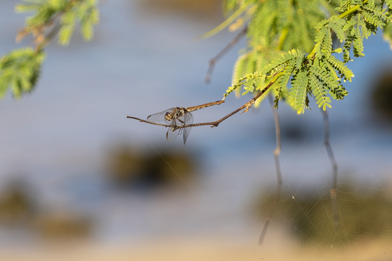 insect  dragonfly  nature free photo