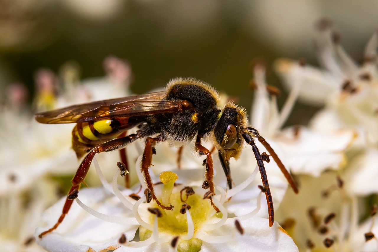 insect  flower  nature free photo