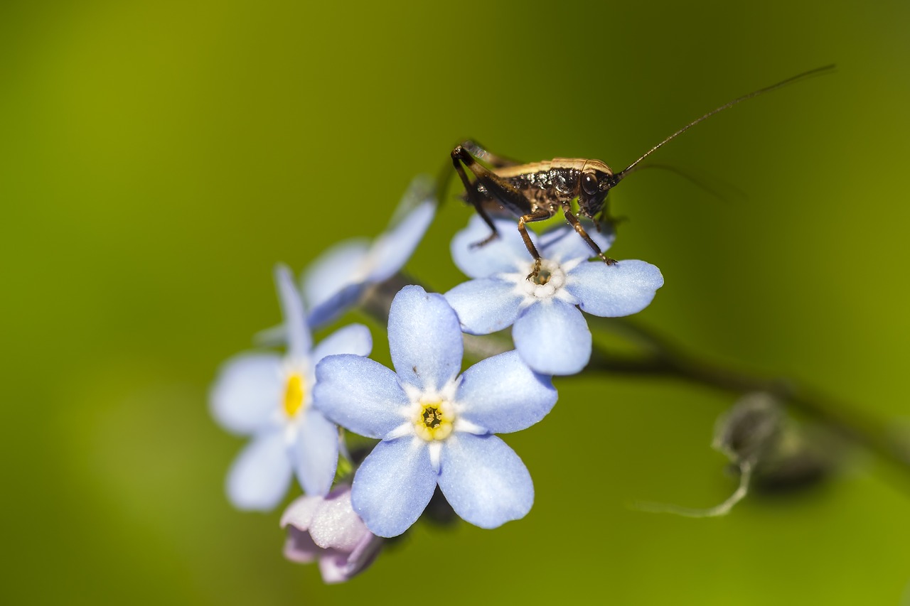 insect  grasshopper  flower free photo