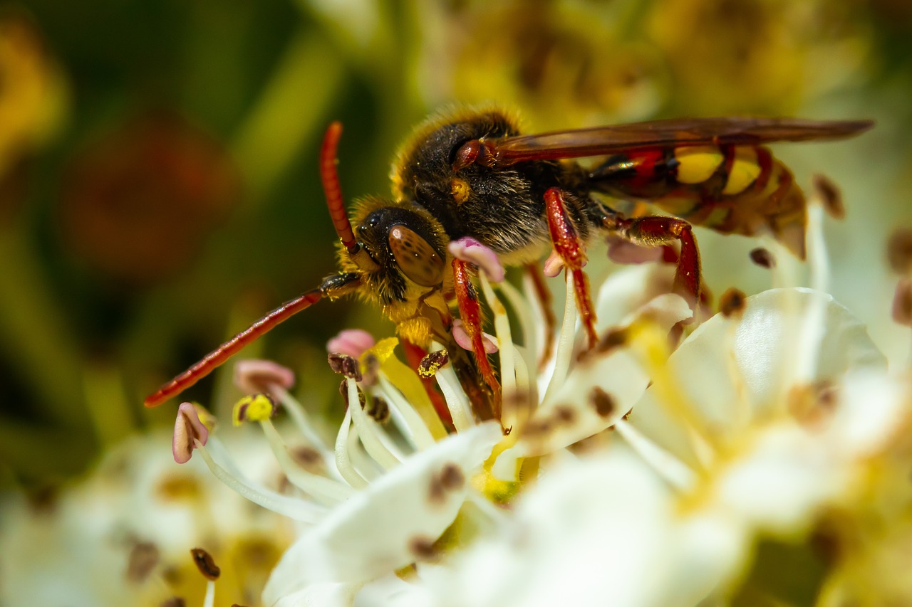 insect  wasp  nature free photo