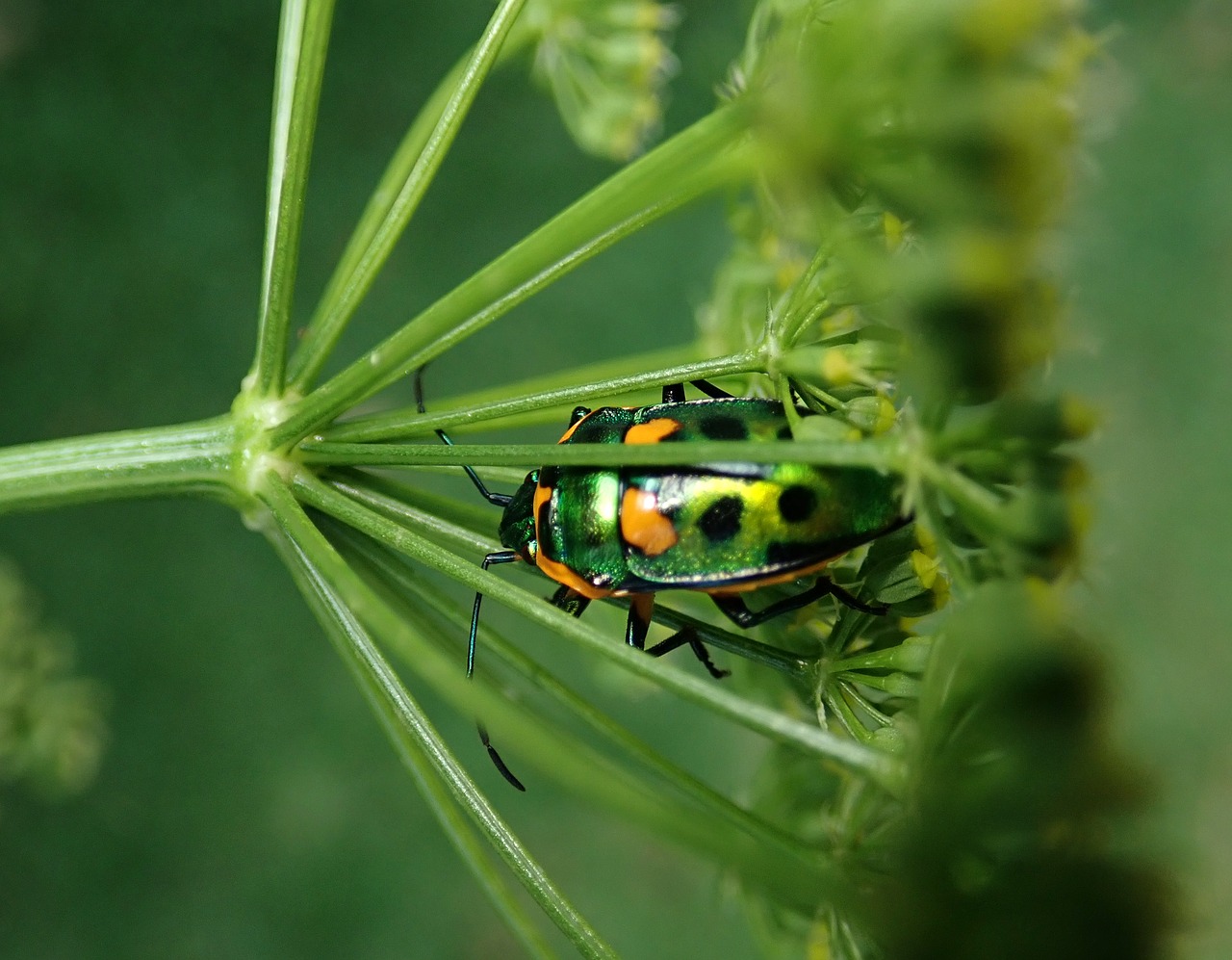 insect  jewel beetle  bug free photo