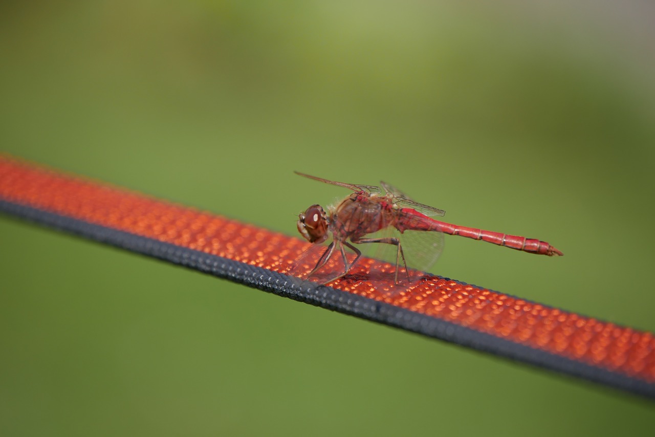 insect  dragonfly  nature free photo