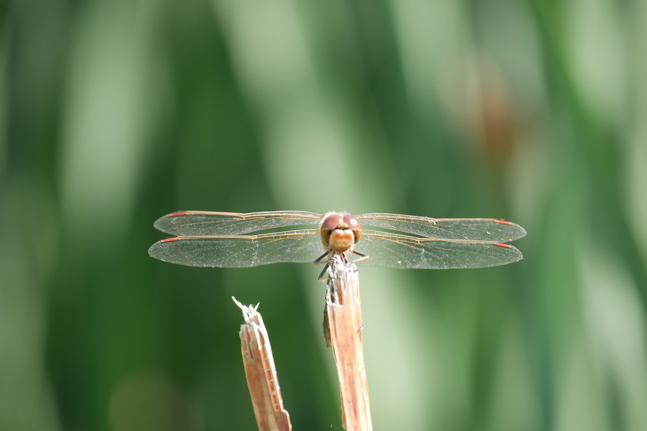 insect  dragonfly  nature free photo