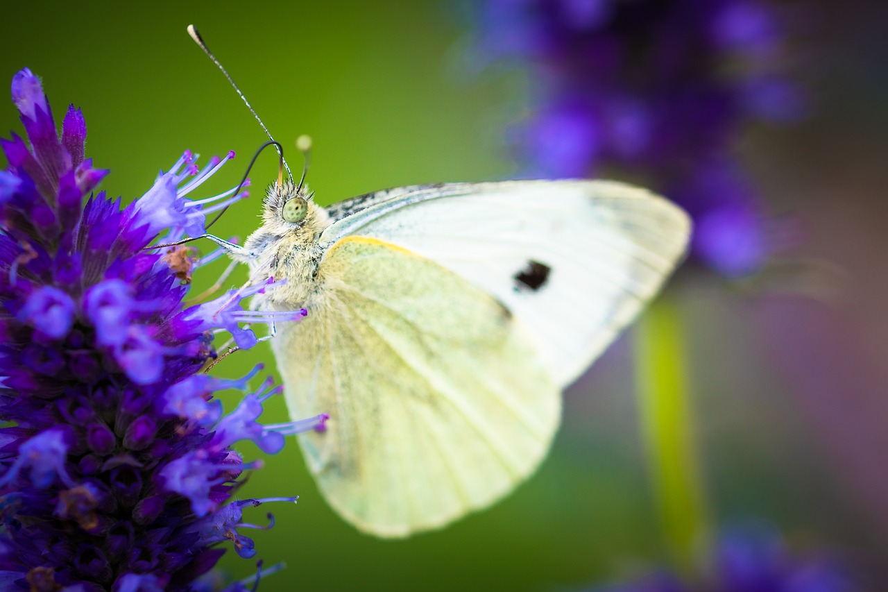 insect  butterfly  nature free photo