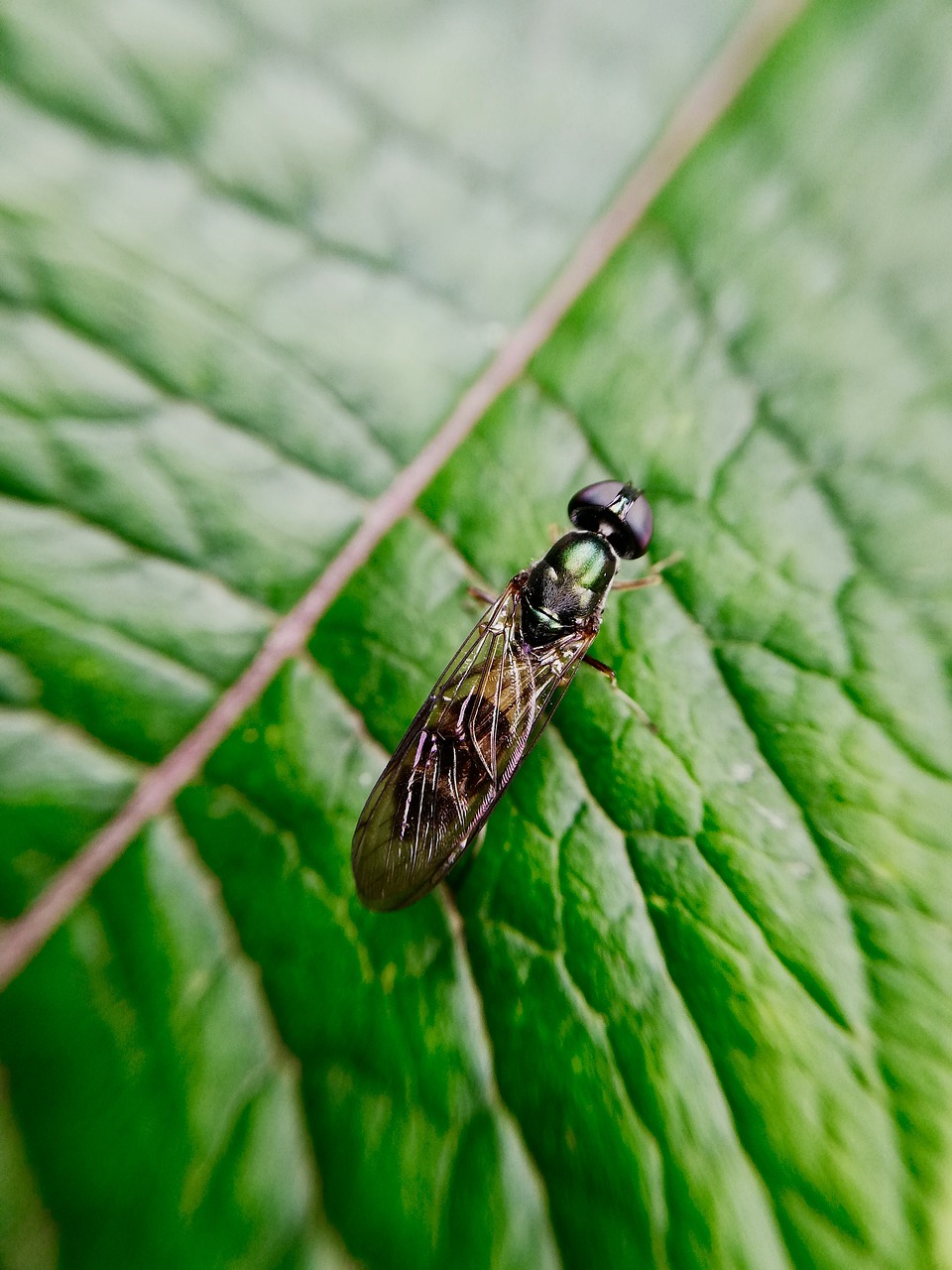 insect  flying  alive free photo