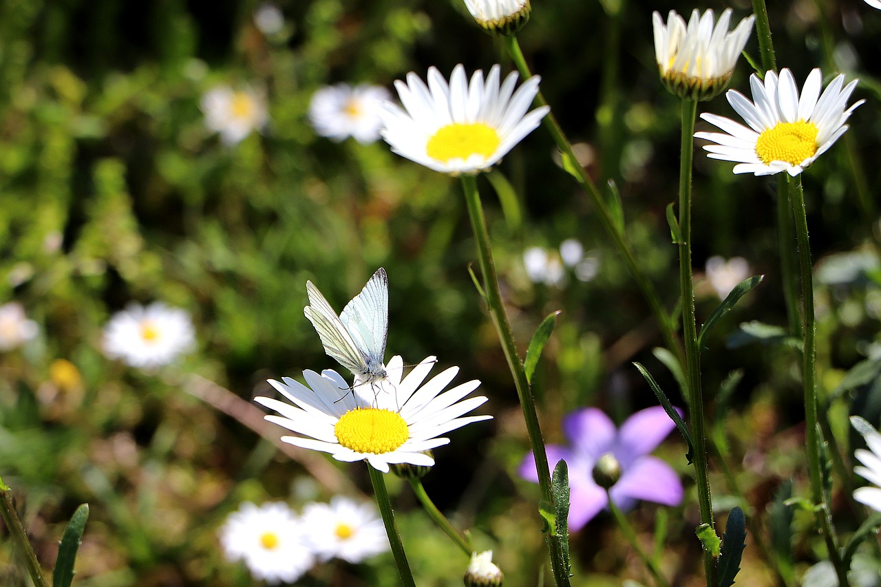 insect  butterfly  nature free photo