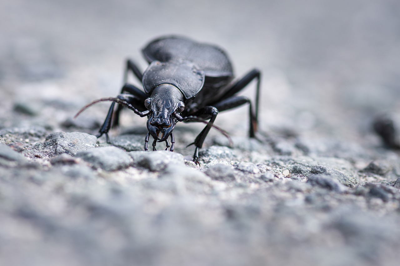 insect  beetle  ground beetles free photo